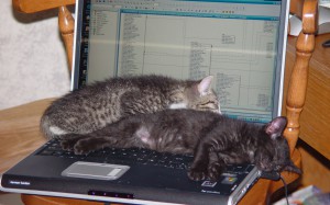 Picture by and from http://www.vickfamily.com/images/PetPics/TwoKittiesOnLaptop.jpg