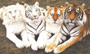 multiple big cats