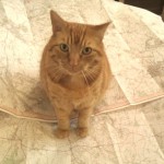 cat-on-a-map